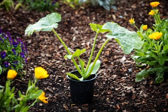 Scène extérieure de jardinage montrant un jeune plant en pot noir au centre d'un jardin fleuri