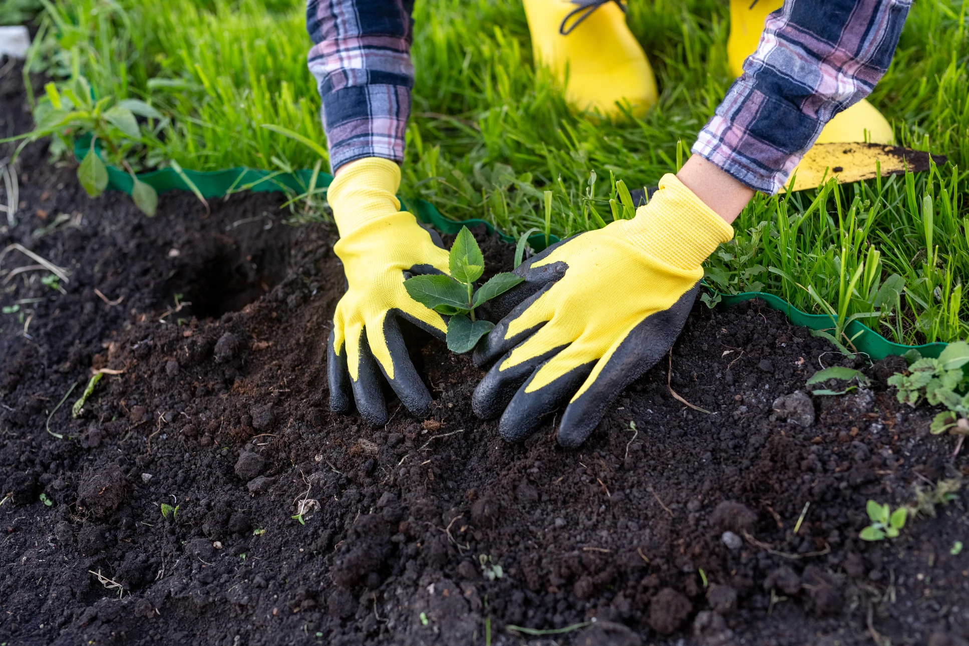 Scène extérieure de jardinage où une main applique du paillis organique autour de jeunes plants verts