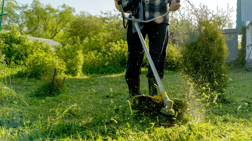 Scène extérieure de jardinage professionnel où une personne équipée de gants de protection rouge taille une haie verte dense avec un taille-haie électrique